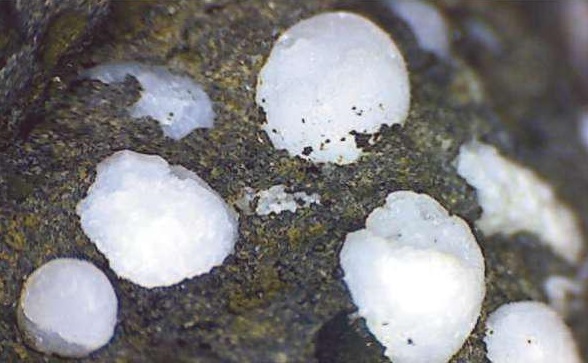 phillipsite